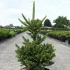 Picea Abies Will's Zwerg - Épicéa Commun 1 Picea Abies Will's Zwerg - Épicéa Commun -Promesse Fleurs Boutique Epicea commun Picea abies Will s Zwerg IF 1002732 1