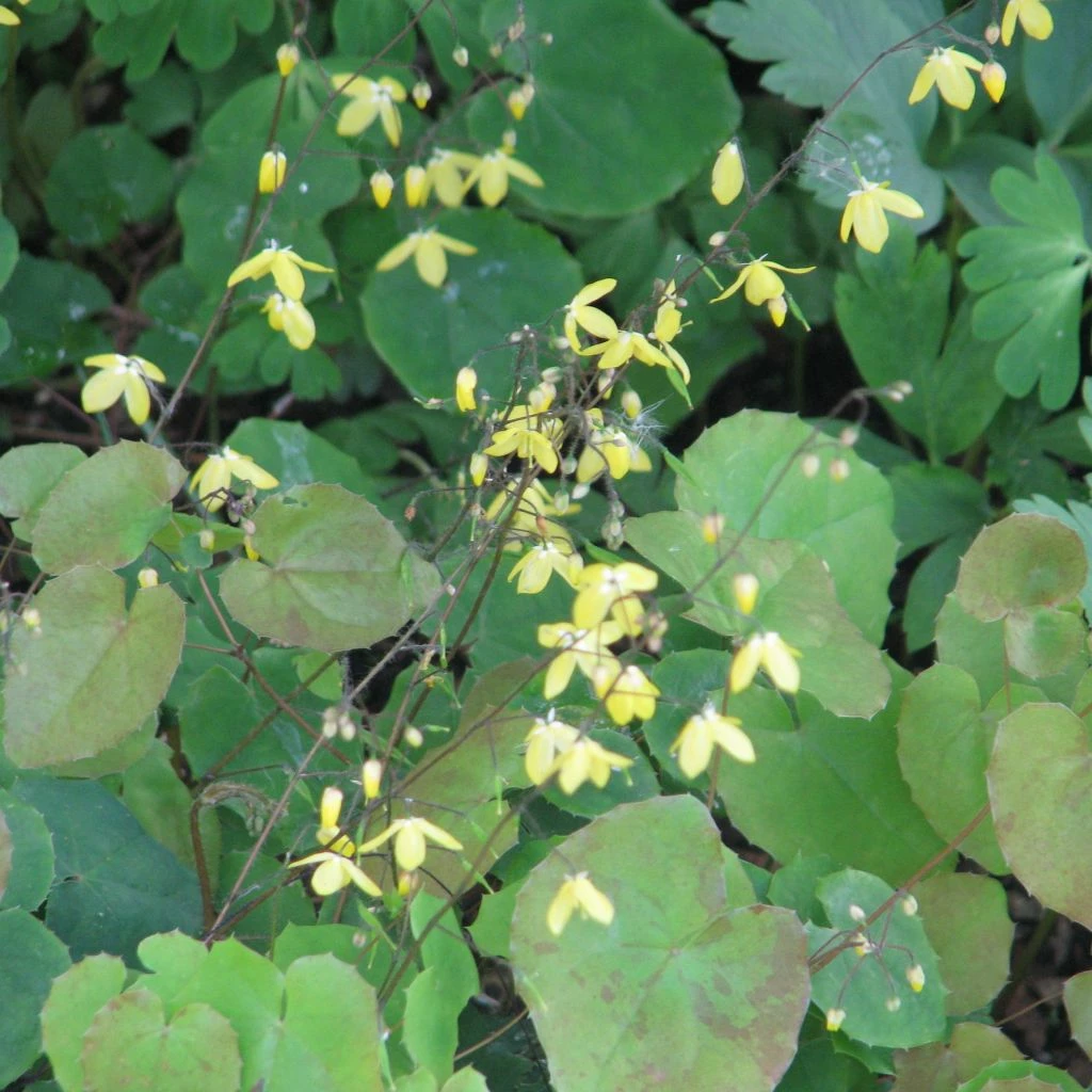 Epimedium Platypetalum, Fleur Des Elfe 3 Epimedium Platypetalum, Fleur Des Elfe