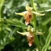 Epipactis Gigantea - Helleborine -Promesse Fleurs Boutique Epipactis gigantea 80426 1