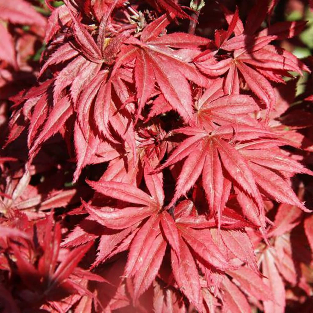 Erable Du Japon - Acer Palmatum Brandt’s Dwarf 3 Erable Du Japon - Acer Palmatum Brandt’s Dwarf