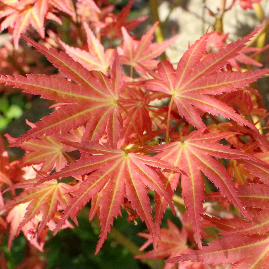 Erable Du Japon - Acer Palmatum Brown Sugar 3 Erable Du Japon - Acer Palmatum Brown Sugar