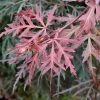 Erable Du Japon - Acer Palmatum Dissectum Orangeola -Promesse Fleurs Boutique Erable du Japon Acer palmatum Dissectum Orangeola IF 18995 1