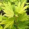 Erable Du Japon - Acer Palmatum Summer Gold -Promesse Fleurs Boutique Erable du japon acer palmatum summer gold copyright 8392611 1