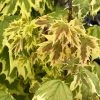 Erable Plane - Acer Platanoides Drummondii -Promesse Fleurs Boutique Erable plane Acer platanoides Drummondii copyright 8392911 1