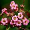 Escallonia Rubra Macrantha -Promesse Fleurs Boutique Escallonia rubra macrantha 84064 1