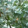 Eucalyptus Cinerea - Gommier Cendré