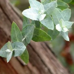 Eucalyptus Crenulata - Gommier Crénelé