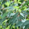 Eucalyptus Saxatilis - Mallée Des Rochers -Promesse Fleurs Boutique Eucalyptus saxatilis Mallee des rochers V 18858 1