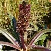 Eucomis Freckles - Eucomide Panachée -Promesse Fleurs Boutique Eucomis Freckles V 5029 1