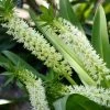 Eucomis Playa Blanca® - Eucomide 2 Eucomis Playa Blanca® - Eucomide -Promesse Fleurs Boutique Eucomis Playa Blanca V 4189 1