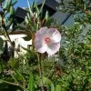 Eucryphia Lucida Pink Cloud -Promesse Fleurs Boutique Eucryphia lucida Pink cloud Eucryphia luisant 16662 1