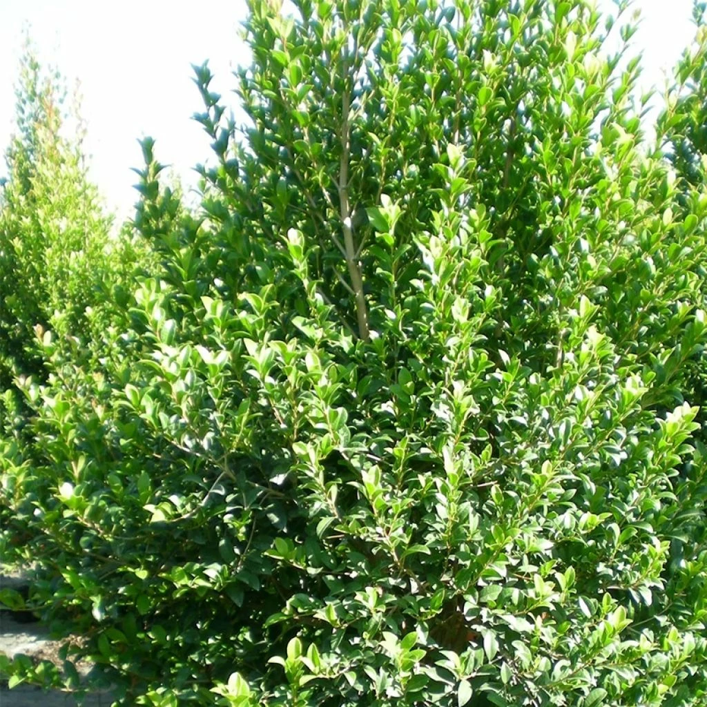 Eugenia Myrtifolia New Port - Myrte D'Australie 3 Eugenia Myrtifolia New Port - Myrte D'Australie