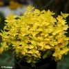 Euonymus Fortunei Goldy - Fusain Persistant -Promesse Fleurs Boutique Euonymus fortunei Goldy 88799 1