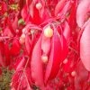 Euonymus Grandiflorus Red Wine - Fusain -Promesse Fleurs Boutique Euonymus grandiflorus Red Wine 85244 1