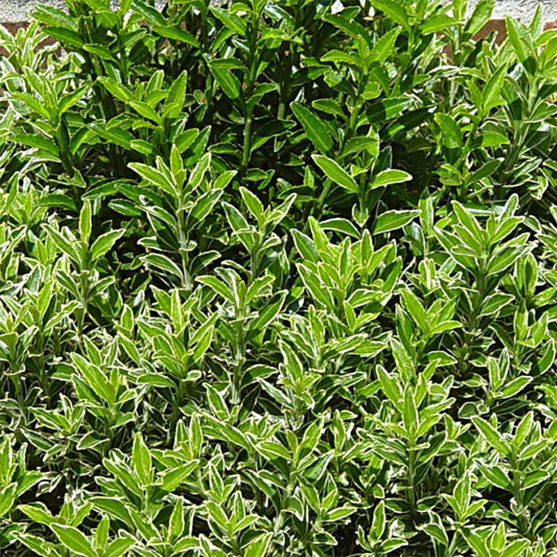 Euonymus Japonicus Microphyllus - Fusain Du Japon 3 Euonymus Japonicus Microphyllus - Fusain Du Japon