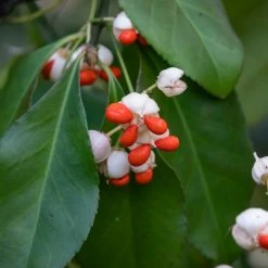 Euonymus Tonkinensis - Fusain Du Tonkin
