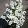 Exochorda Racemosa Magical Springtime 2 Exochorda Racemosa Magical Springtime -Promesse Fleurs Boutique Exochorda Magical Springtime 82317 1