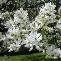 Exochorda Serratifolia Snow White - Arbre Aux Perles