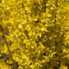 Forsythia Intermedia Week-end - Mimosa De Paris -Promesse Fleurs Boutique FORSYTHIA INTERMEDIA WEEK END 781619 1