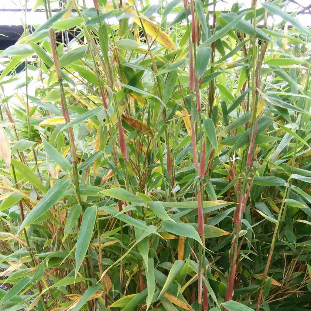 Fargesia Murielae Panda - Bambou Non Traçant 3 Fargesia Murielae Panda - Bambou Non Traçant