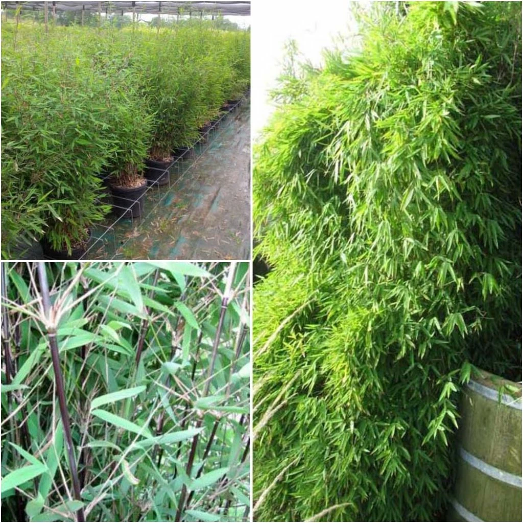 Fargesia Nitida Black Pearl - Bambou Non Traçant 3 Fargesia Nitida Black Pearl - Bambou Non Traçant