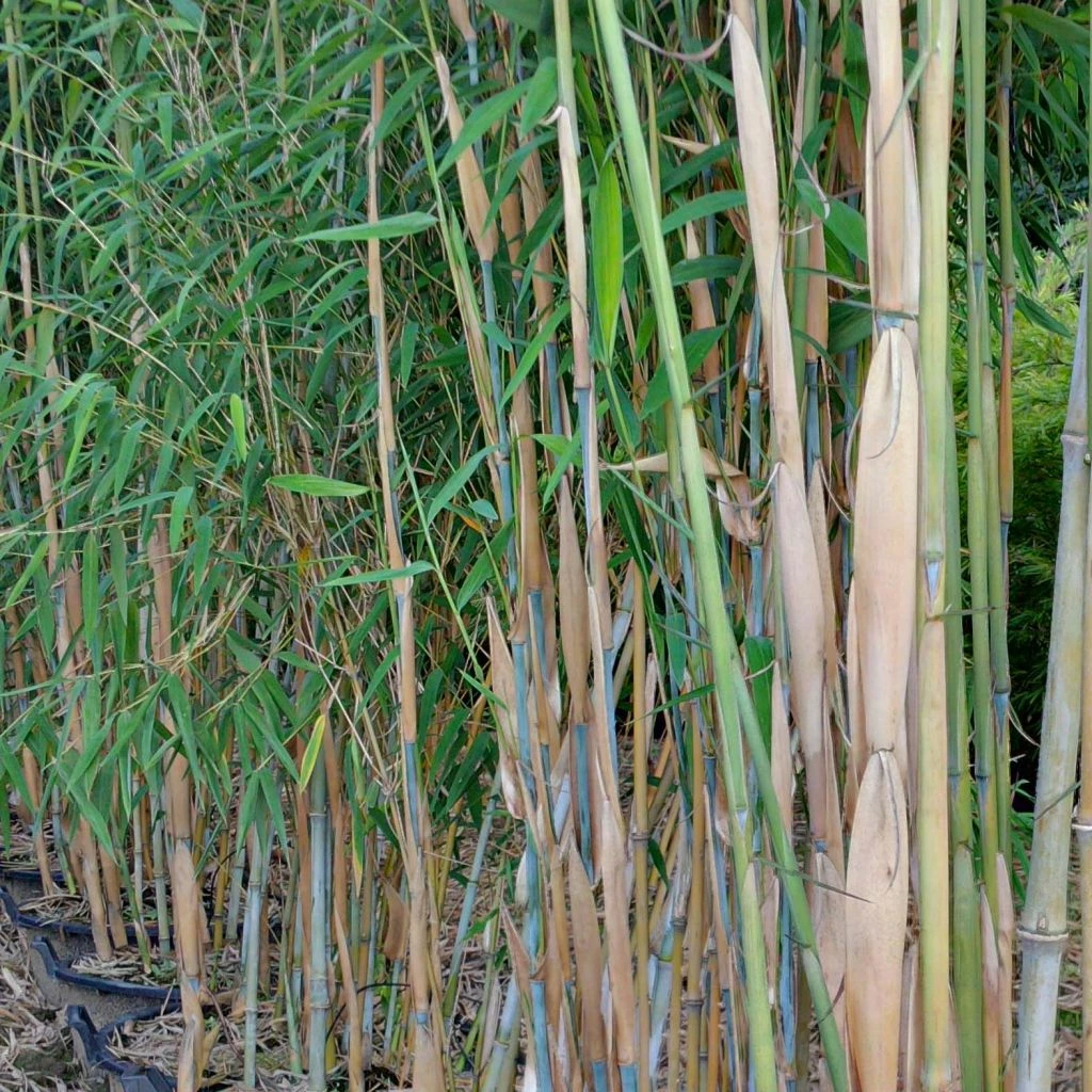 Fargesia Papyrifera - Bambou Bleu Non Traçant 3 Fargesia Papyrifera - Bambou Bleu Non Traçant