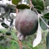 Feijoa Ou Acca Sellowiana Apollo - Goyavier Du Brésil 2 Feijoa Ou Acca Sellowiana Apollo - Goyavier Du Brésil -Promesse Fleurs Boutique Feijoa ou Acca sellowiana Apollo Goyavier du Bresil IF 180081 1
