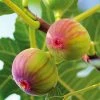 Figuier Firoma - Ficus Carica 2 Figuier Firoma - Ficus Carica -Promesse Fleurs Boutique Figuier Firoma Ficus carica IF 178991 1