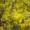 Forsythia Nimbus - Mimosa De Paris Nain -Promesse Fleurs Boutique Forsythia Nimbus 82320 1
