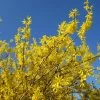 Forsythia X Intermedia Gold Rausch - Mimosa De Paris -Promesse Fleurs Boutique Forsythia x intermedia Gold Rausch 100111 1