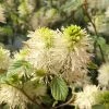 Fothergilla Gardenii -Promesse Fleurs Boutique Fothergilla gardenii copyright 84079 1