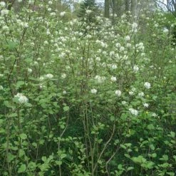 Fothergilla Major - Grand Fothergilla