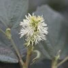 Fothergilla Intermedia Blue Shadow -Promesse Fleurs Boutique Fothergilla major Blue Shadow 9557 1