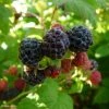 Framboisier Black Jewel (non Remontant) Bio