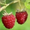 Framboisier Délice De Framboise (non Remontant) Bio 1 Framboisier Délice De Framboise (non Remontant) Bio -Promesse Fleurs Boutique Framboisier Delice de framboise remontant Bio 15377 1