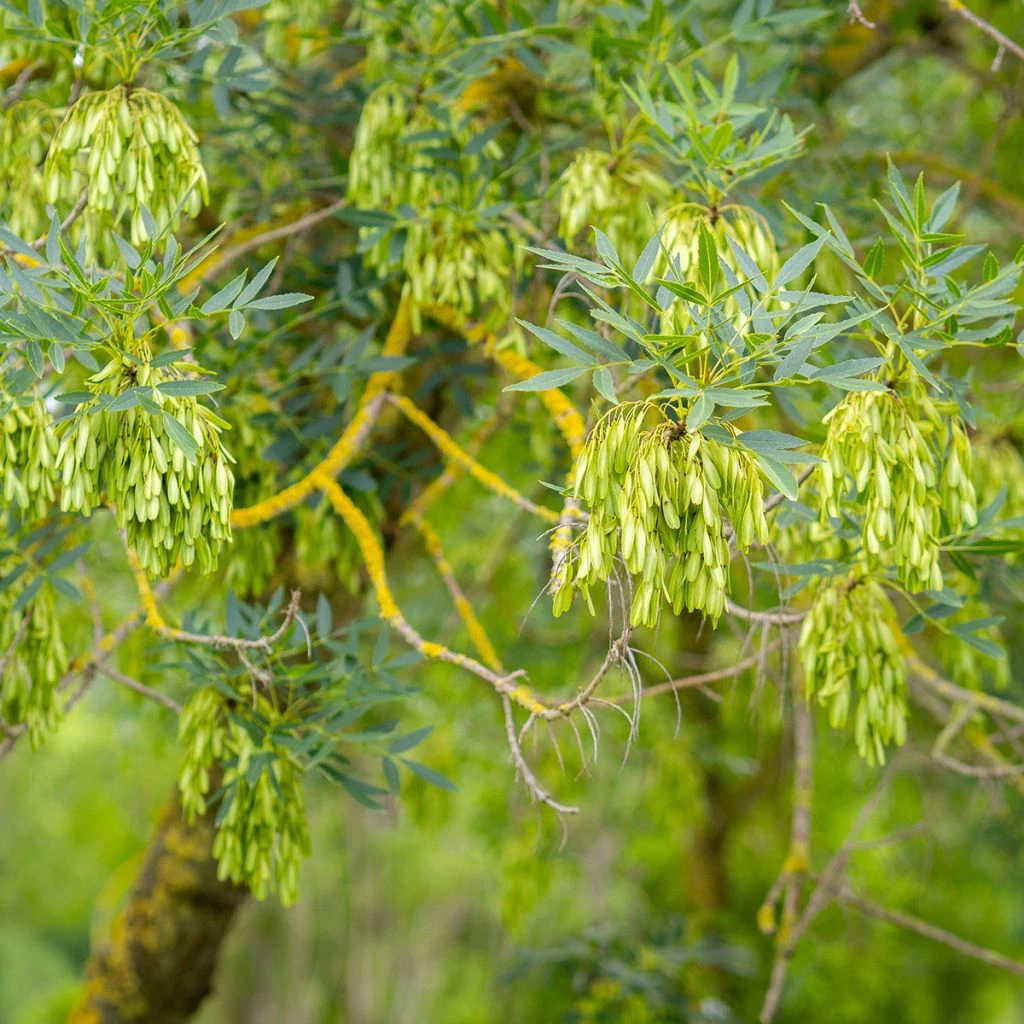 Fraxinus Angustifolia - Frêne à Feuilles étroites 3 Fraxinus Angustifolia - Frêne à Feuilles étroites