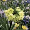 Fritillaria Raddeana - Couronne Impériale 2 Fritillaria Raddeana - Couronne Impériale -Promesse Fleurs Boutique Fritillaire imperiale Raddeana 54587 1