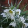 Fritillaria Bucharica -Promesse Fleurs Boutique Fritillaria bucharica 80533 1