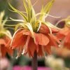 Fritillaire Imperialis Aureomarginata - Couronne Impériale -Promesse Fleurs Boutique Fritillaria imperiale Aureomarginata 54589 1