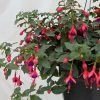 Fuchsia Rustique Mrs Popple 1 Fuchsia Rustique Mrs Popple -Promesse Fleurs Boutique Fuchsia rustique Mrs Popple 86019 1