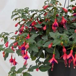Fuchsia Rustique Mrs Popple
