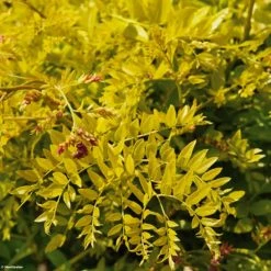 Févier D'Amérique Doré - Gleditsia Triacanthos Sunburst