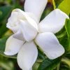 Gardenia Jasminoides Summer Snow. -Promesse Fleurs Boutique Gardenia jasminoides Summer snow copyright 833261 1