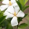 Gardenia Jasminoides Sweet Star First Editions -Promesse Fleurs Boutique Gardenia jasminoides Sweet Star First Editions copyright 182961 1