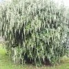 Garrya Elliptica James Roof -Promesse Fleurs Boutique Garrya elliptica James Roof 84082 1