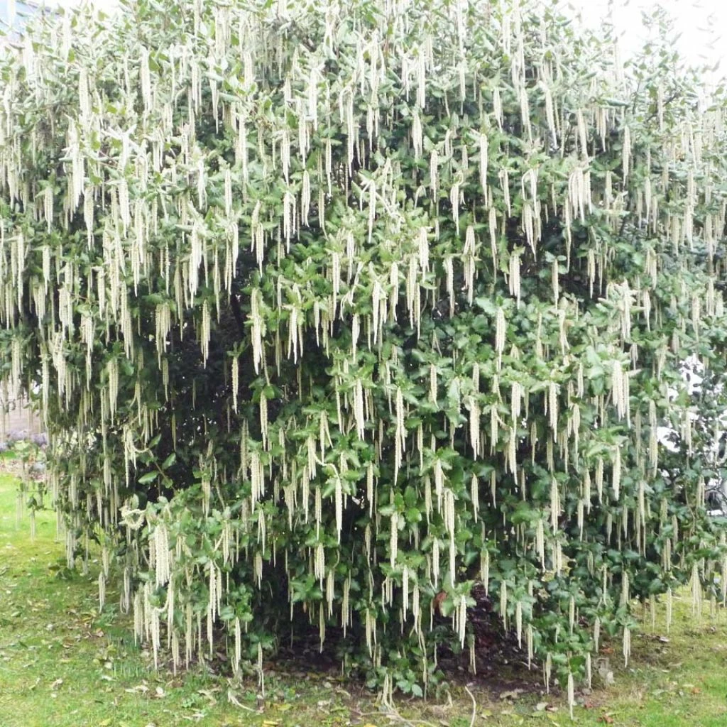 Garrya Elliptica James Roof 3 Garrya Elliptica James Roof