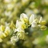 Genêt Précoce - Cytisus X Praecox 1 Genêt Précoce - Cytisus X Praecox -Promesse Fleurs Boutique Genet precoce Cytisus x praecox LD 1000961 1