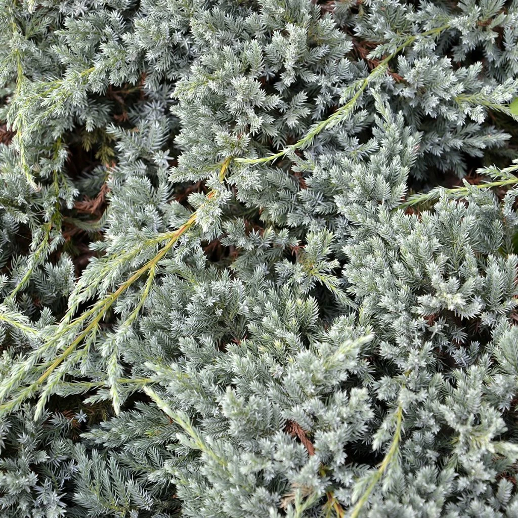 Genévrier écailleux - Juniperus Squamata Blue Spider 3 Genévrier écailleux - Juniperus Squamata Blue Spider