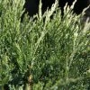 Genévrier Horizontal - Juniperus Horizontalis Agnieszka 2 Genévrier Horizontal - Juniperus Horizontalis Agnieszka -Promesse Fleurs Boutique Genevrier horizontal Juniperus horizontalis Agnieszka IF 1006752 1