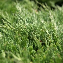 Genévrier Horizontal - Juniperus Horizontalis Andorra Compact